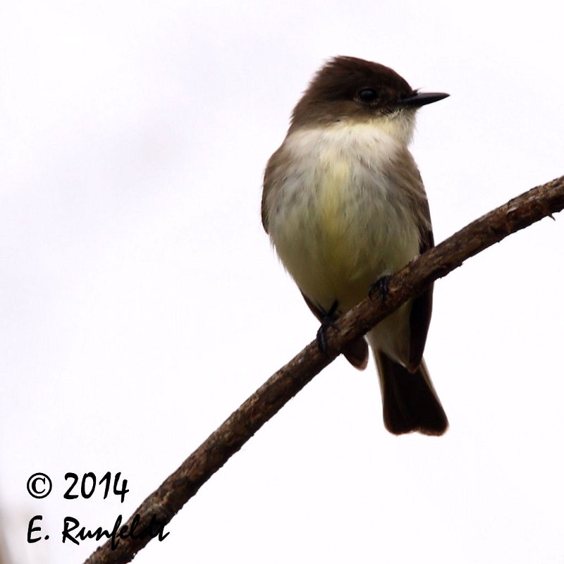 20Dec-CBC 563.jpg - Eastern Phoebe